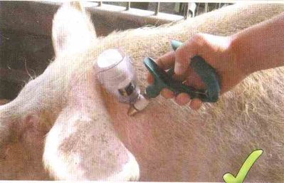 iniezionesuino.jpg (19.17 KiB) Osservato 5121 volte iniezionesuino.jpg