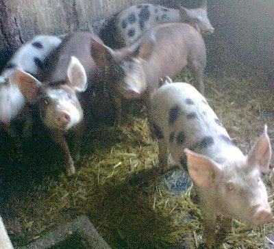 suinetti.jpg (199.02 KiB) Osservato 10180 volte suinetti.jpg