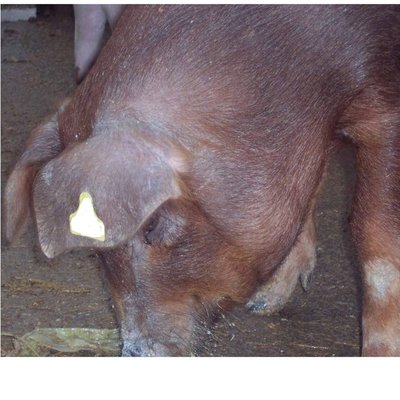 100_24972.jpg 100_24972.jpg