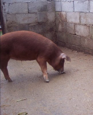 100_2494.jpg 100_2494.jpg