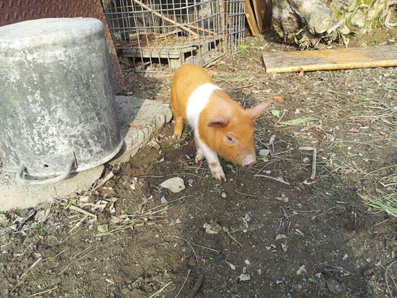 gli daremo un nome come da usanza a casa mia... / puorc.jpg puorc.jpg