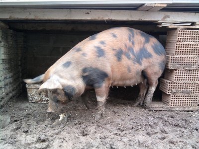 Scrofa.jpg (369.54 KiB) Osservato 1531 volte Scrofa.jpg