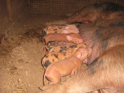 Suinetti.jpg (323.6 KiB) Osservato 1385 volte Suinetti.jpg