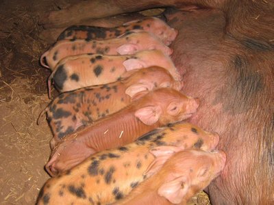 Suinetti1.jpg (308.09 KiB) Osservato 1384 volte Suinetti1.jpg