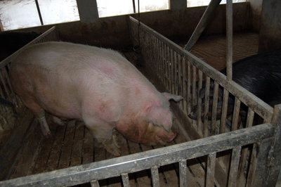 Paragone.jpg (112.26 KiB) Osservato 2711 volte Paragone.jpg