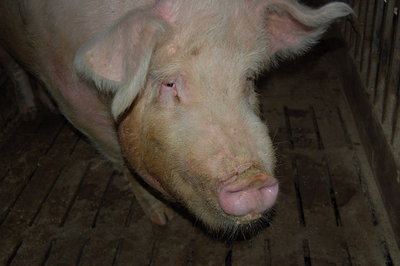 Coccolone.jpg (97.06 KiB) Osservato 2711 volte Coccolone.jpg