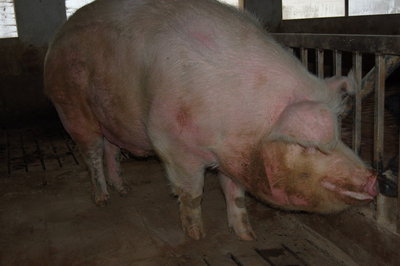 Cccolone_2jpg.jpg (86.4 KiB) Osservato 2711 volte Cccolone_2jpg.jpg