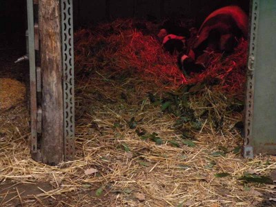 cucci1.jpg (88.7 KiB) Osservato 745 volte cucci1.jpg