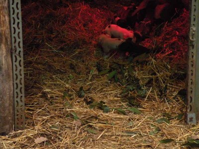 cuccioli1.jpg (88 KiB) Osservato 745 volte cuccioli1.jpg