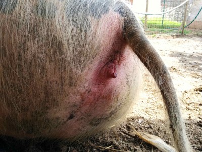 IMG_20140422_104350.jpg (355.05 KiB) Osservato 963 volte IMG_20140422_104350.jpg