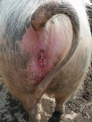 IMG_20140422_104436.jpg (248.19 KiB) Osservato 963 volte IMG_20140422_104436.jpg