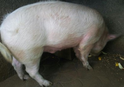 20141130_092747-1.jpg (40.94 KiB) Osservato 800 volte 20141130_092747-1.jpg