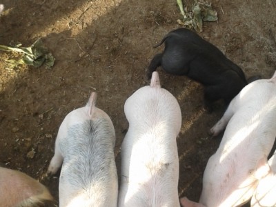 2015-01-09 15.25.19.jpg (223.53 KiB) Osservato 577 volte 2015-01-09 15.25.19.jpg