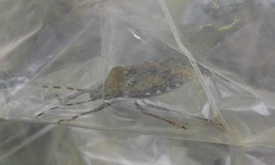 20160326_121039.jpg (132.92 KiB) Osservato 1429 volte 20160326_121039.jpg