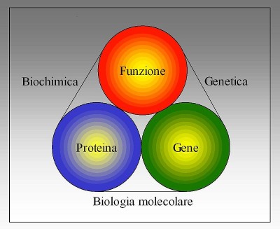 Biologia_molecolare_-_Biochimica_-_Genetica.jpg (57.37 KiB) Osservato 4685 volte Biologia_molecolare_-_Biochimica_-_Genetica.jpg