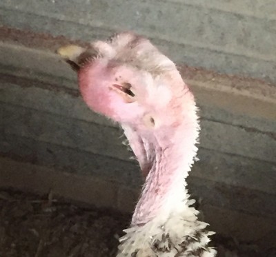 scusate per la qualità della foto ma non sta ferma. vi dico che è molto attiva e mangia / tacchino.jpg tacchino.jpg