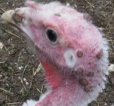 20151013_145722-1-1.jpg (145.45 KiB) Osservato 1636 volte 20151013_145722-1-1.jpg