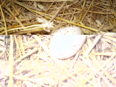 1 (55).jpg (144.28 KiB) Osservato 1047 volte 1 (55).jpg