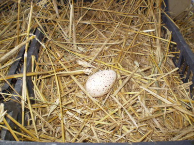 1 (56).jpg (99.35 KiB) Osservato 1047 volte 1 (56).jpg