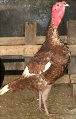 aa.jpg (56.34 KiB) Osservato 1062 volte aa.jpg