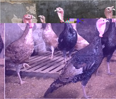 bb.jpg (129.38 KiB) Osservato 1062 volte bb.jpg