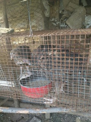 rps20160405_220640.jpg (82.21 KiB) Osservato 2369 volte rps20160405_220640.jpg