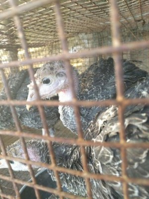 rps20160405_220814.jpg (56.46 KiB) Osservato 2369 volte rps20160405_220814.jpg