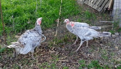 20160415_082417.jpg (360.82 KiB) Osservato 1135 volte 20160415_082417.jpg