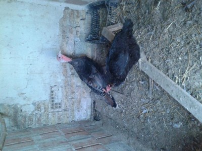 Ecco / 20160914_140256.jpg 20160914_140256.jpg