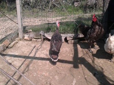 20160914_135007.jpg (170.01 KiB) Osservato 1340 volte 20160914_135007.jpg