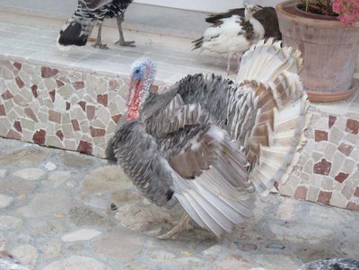 tacchino maschio cenere2009.jpg (79.97 KiB) Osservato 2056 volte tacchino maschio cenere2009.jpg