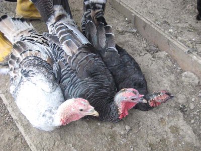 femmine tacchino romagnolo.jpg (109.09 KiB) Osservato 2056 volte femmine tacchino romagnolo.jpg