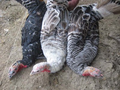 femmine tacc.romagnolo.jpg (111.93 KiB) Osservato 2056 volte femmine tacc.romagnolo.jpg