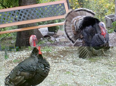 romagnolo-bronzati ad ali nere 2003 .jpg (129.55 KiB) Osservato 2056 volte romagnolo-bronzati ad ali nere 2003 .jpg