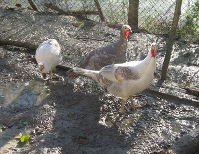 FOTO 2 - femmine tacchino romagnolo.jpg (141.31 KiB) Osservato 3204 volte FOTO 2 - femmine tacchino romagnolo.jpg