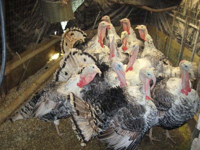 FOTO 3 - gruppo maschi tacchini romagnoli.jpg (112.61 KiB) Osservato 3204 volte FOTO 3 - gruppo maschi tacchini romagnoli.jpg