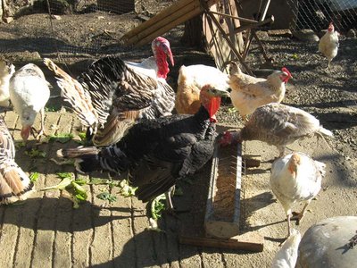 FOTO 4 - tacchini romagoli.jpg (134.81 KiB) Osservato 3204 volte FOTO 4 - tacchini romagoli.jpg