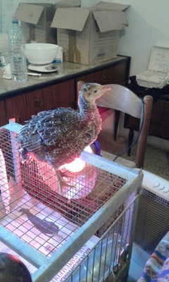 MiniTakki11.jpg (90.86 KiB) Osservato 2358 volte MiniTakki11.jpg