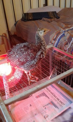 MiniTakki18.jpg (104.01 KiB) Osservato 2358 volte MiniTakki18.jpg