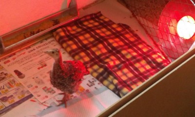 MiniTakki24.jpg (68.31 KiB) Osservato 794 volte MiniTakki24.jpg