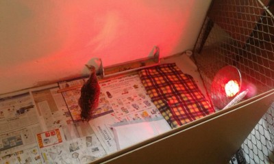 MiniTakki23.jpg (70.42 KiB) Osservato 794 volte MiniTakki23.jpg