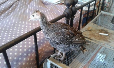 MiniTakki21.jpg (102.71 KiB) Osservato 794 volte MiniTakki21.jpg