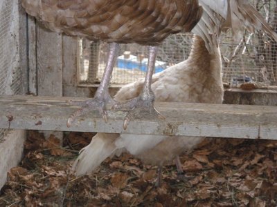 zampa di tacchino .JPG (320.25 KiB) Osservato 2047 volte zampa di tacchino .JPG