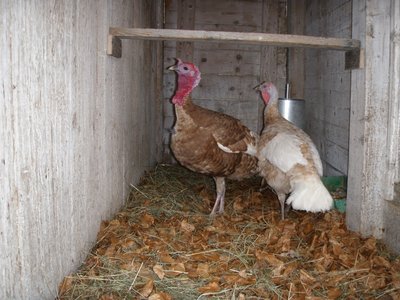 rosso delle ardenne mod .JPG (242.7 KiB) Osservato 1027 volte rosso delle ardenne mod .JPG