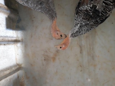 20200726_114724.jpg (71.05 KiB) Osservato 641 volte 20200726_114724.jpg