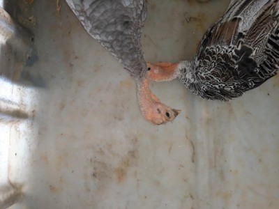 20200726_114717.jpg (62.77 KiB) Osservato 641 volte 20200726_114717.jpg