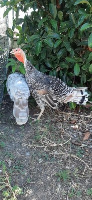 IMG-20200829-WA0013.jpg (125.73 KiB) Osservato 1854 volte IMG-20200829-WA0013.jpg