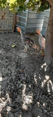 IMG-20200829-WA0011.jpg (118.67 KiB) Osservato 1854 volte IMG-20200829-WA0011.jpg