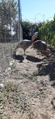 IMG-20200829-WA0006.jpg (141.02 KiB) Osservato 1854 volte IMG-20200829-WA0006.jpg