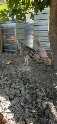 IMG-20200829-WA0008.jpg (113.29 KiB) Osservato 1851 volte IMG-20200829-WA0008.jpg